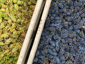 domaine-divio-ban-des-vendanges-event-image-2026